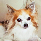 Diva della fontana del leone